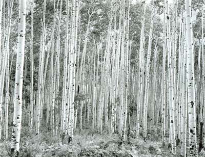 Aspens, near Snowmass, CO