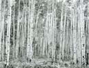 Aspens, near Snowmass, CO