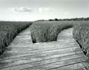 Boardwalk, Parker River National Wildlife Sanctuary