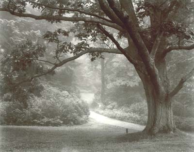 Clearing Fog, Maudsley State Park, West Newbury, MA