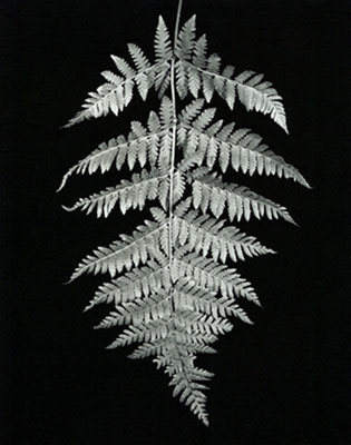 Fern