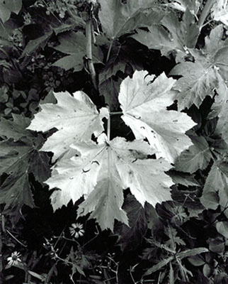 Yellow Leaves