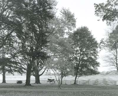 Trees with Horse in Autumn, Spencer-Peirce-Little Farm, Newbury, MA