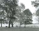 Trees and Horse, Autumn, Littles Farm