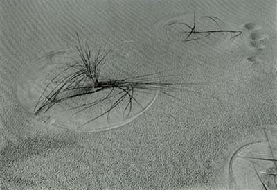 Passage of Time, Parker River National Wildlife Sanctuary, Plum Island, MA