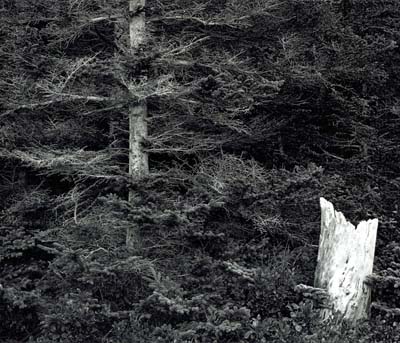 Quiet Woods, Barred Island, ME