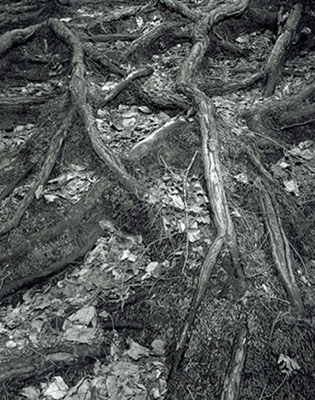 Roots, Glendale Falls, Middlefield, MA