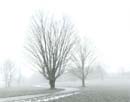 Trees and Driveway, in Fog