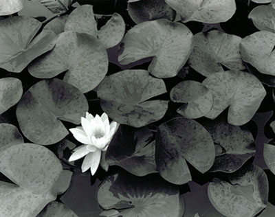 Water Lily